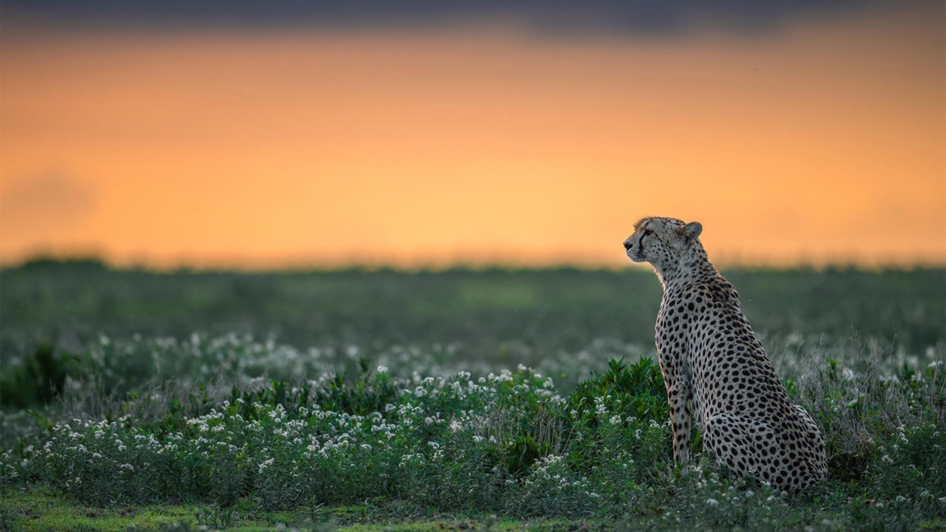 体育赛事票务管理系统，体育赛事购票
