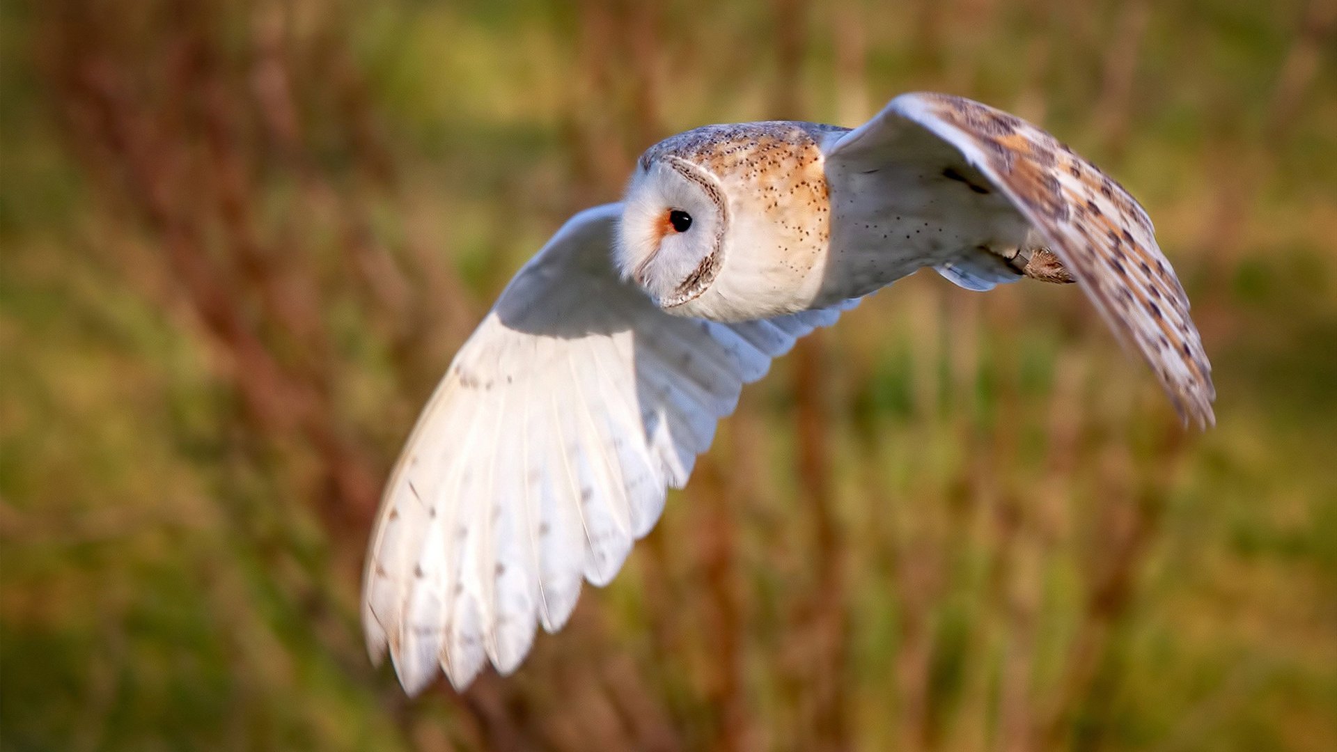 冬季项目后备人才储备机制研究，冬季项目后备人才培养中长期发展规划